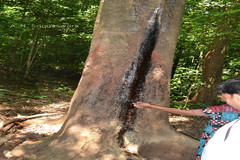 Kingiodendron pinnatum